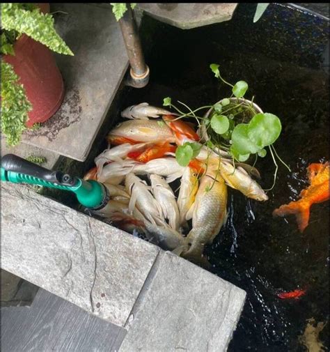 錦鯉養幾隻|細說錦鯉繁殖 飼主餵養指南